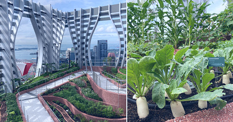 New 51-storey biophilic skyscraper in CBD has S'pore's tallest observatory  deck & rooftop farm open to public - Mothership.SG - News from Singapore,  Asia and around the world